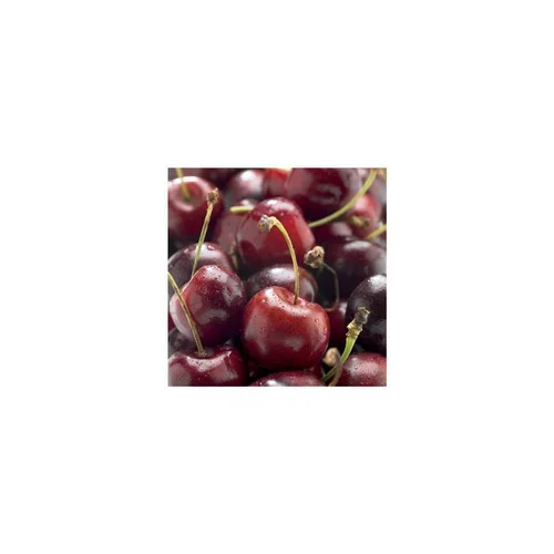 Cerisier Big. Bigalise ® Enjidel. En racine nue, forme gobelet