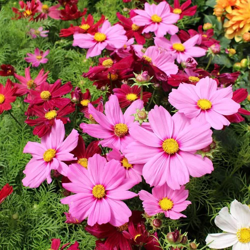 Cosmos multicolore. Le pot Ø 13 cm