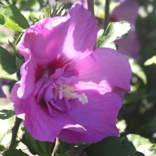 Althéa Lavender Chiffon (Hibiscus Syriacus) rose. Le pot de 7,5 litres