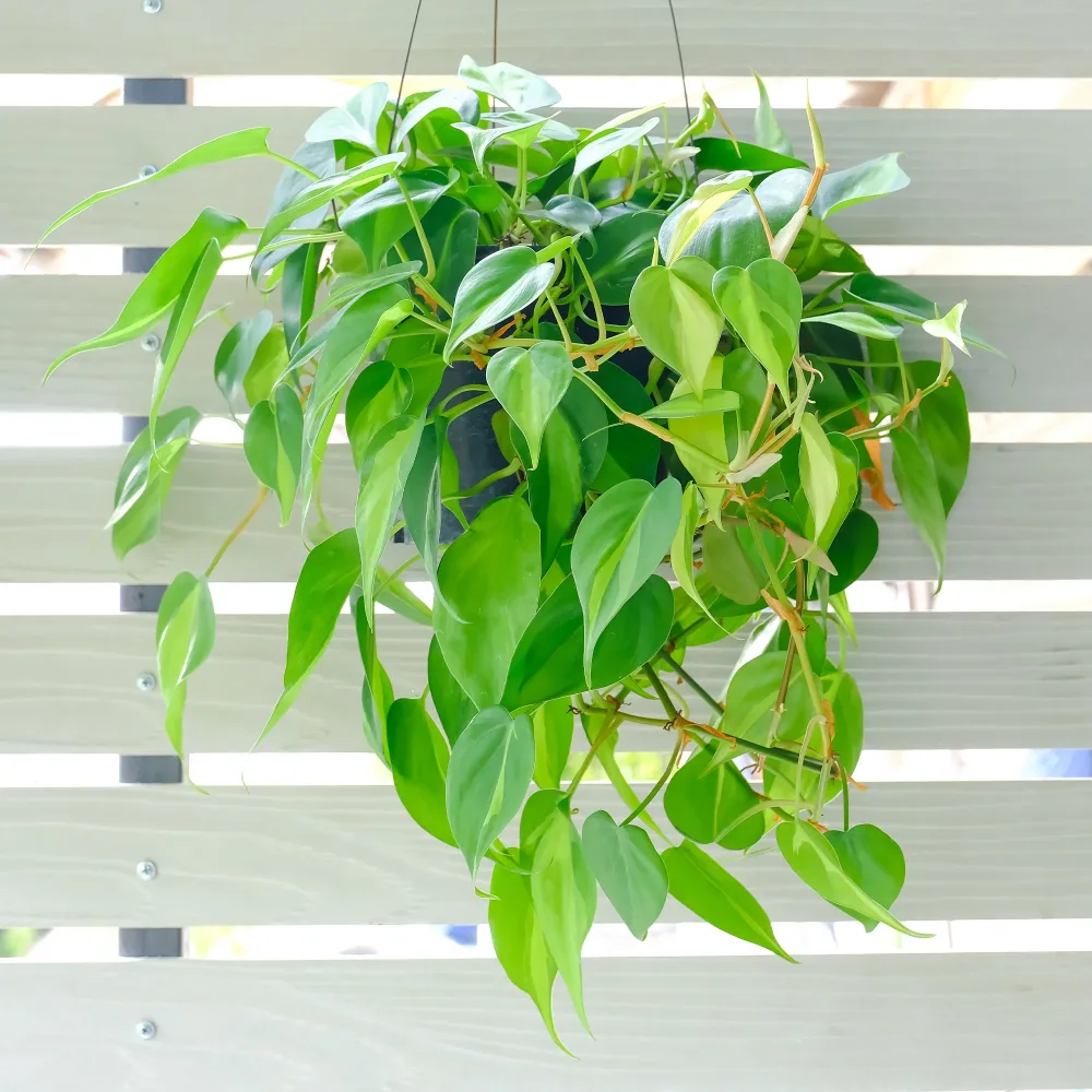 Philodendron Monstera scandens Philodendron scandens