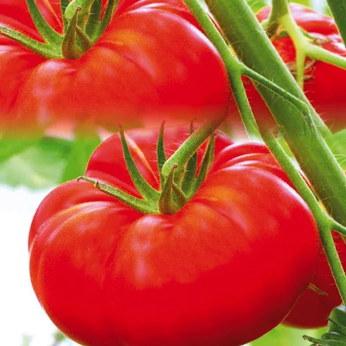 Tomate Côtelee Marbonne Bio. La barquette de 3 plants