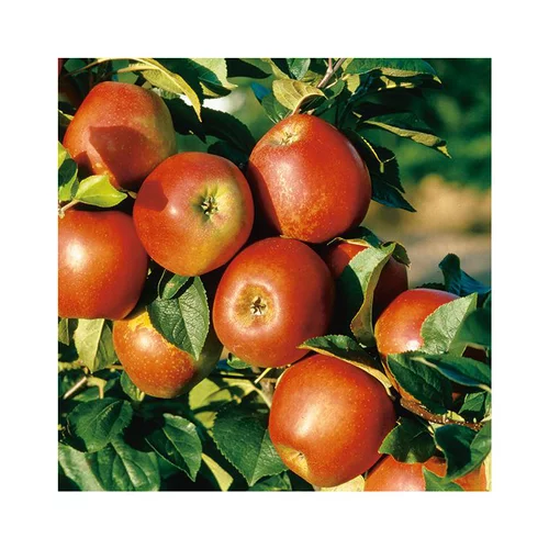 Pommier Delbard Jubile® Delgollune Bio. Le pot de 12 litres forme gobelet