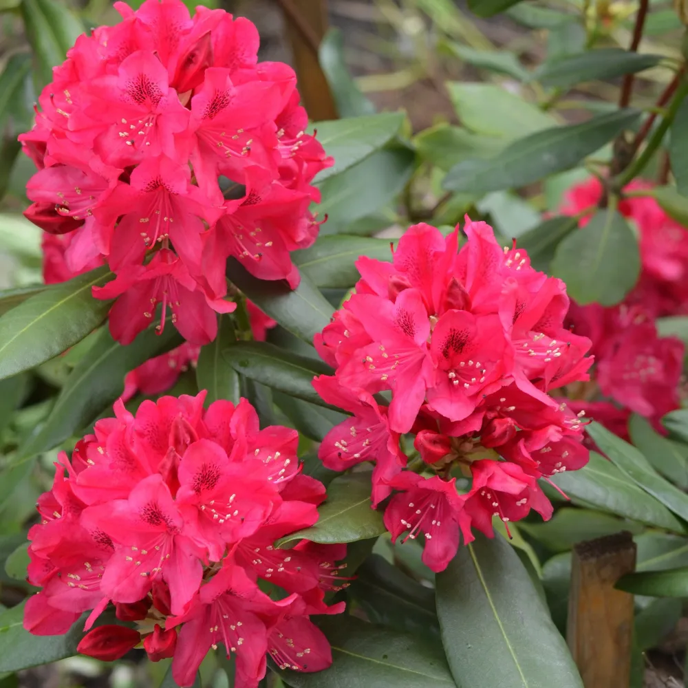 Rhododendron Nova Zembla Rhododendron Nova Zembla