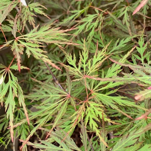 Erable du Japon Orangeola. Le pot de 30 litres