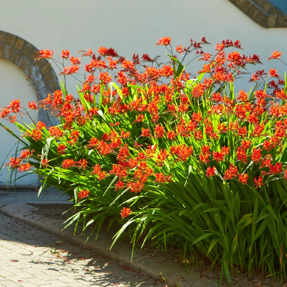15 Crocosmias rouges Crocosmia red