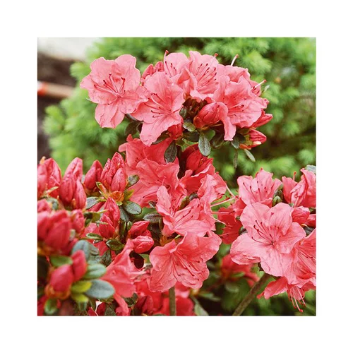 Azalée japonaise Glencora coloris rose. Le pot de 5 litres.