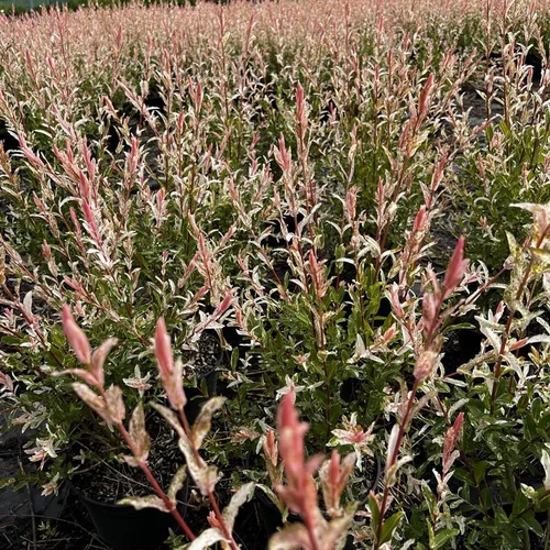 Saule crevette rose ou Salix integra Hakuro Nishiki. Le pot de 15 litres, forme ½ tige