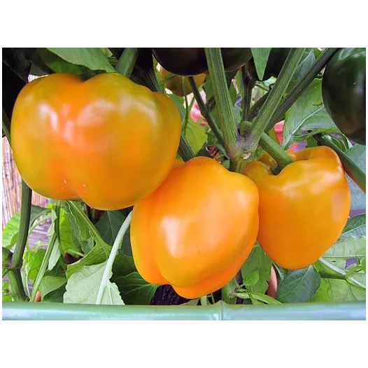 Graines bio de Poivron California wonder orange