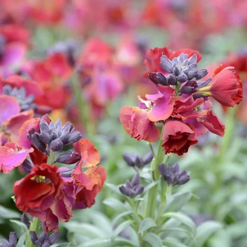 Giroflée Ravenelle à fleurs multicolores - La barquette de 6 plants