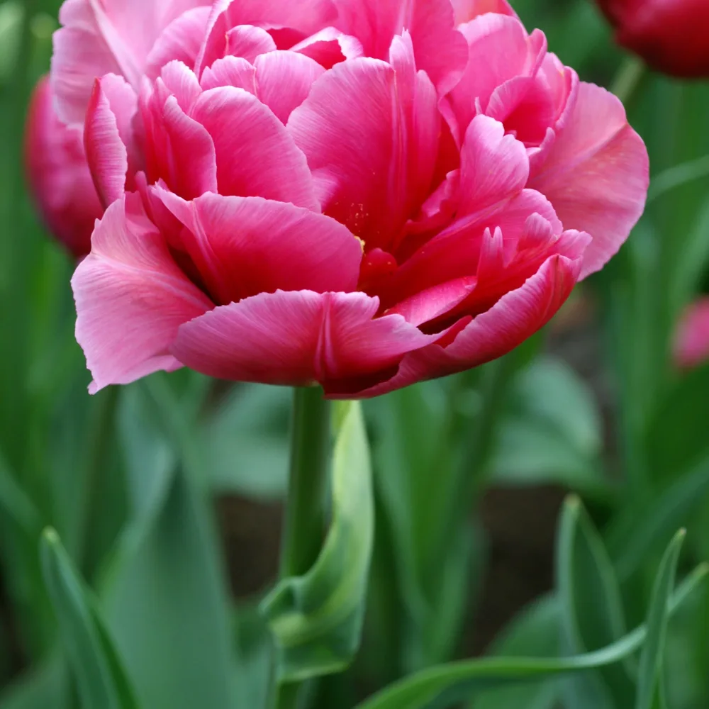 10 Tulipes Margarita Tulipa margarita