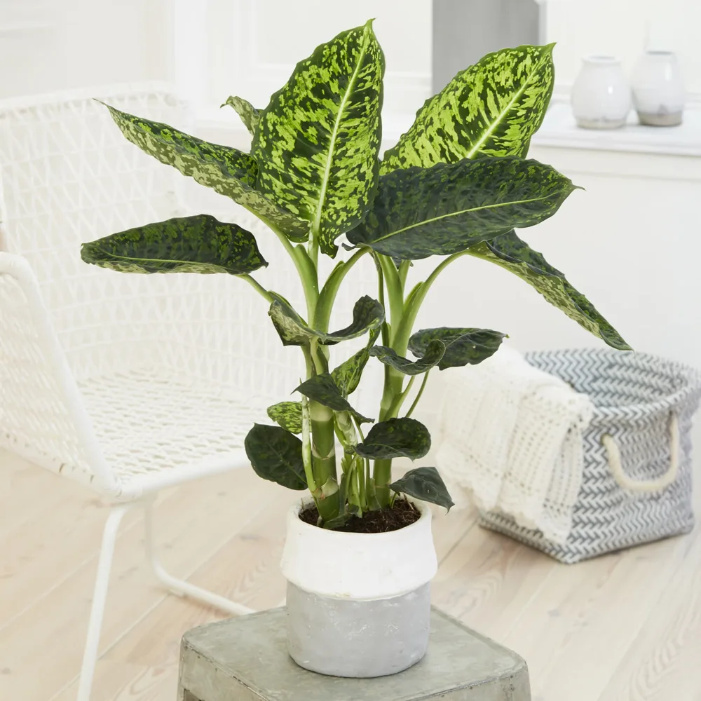 Dieffenbachia Reflector Dieffenbachia Reflector