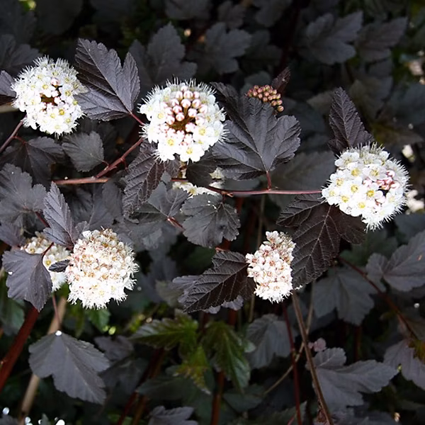 2 x Physocarpe à feuilles d'Obier – Physocarpus opulifolius 'Red Baron', 30-40 cm pot