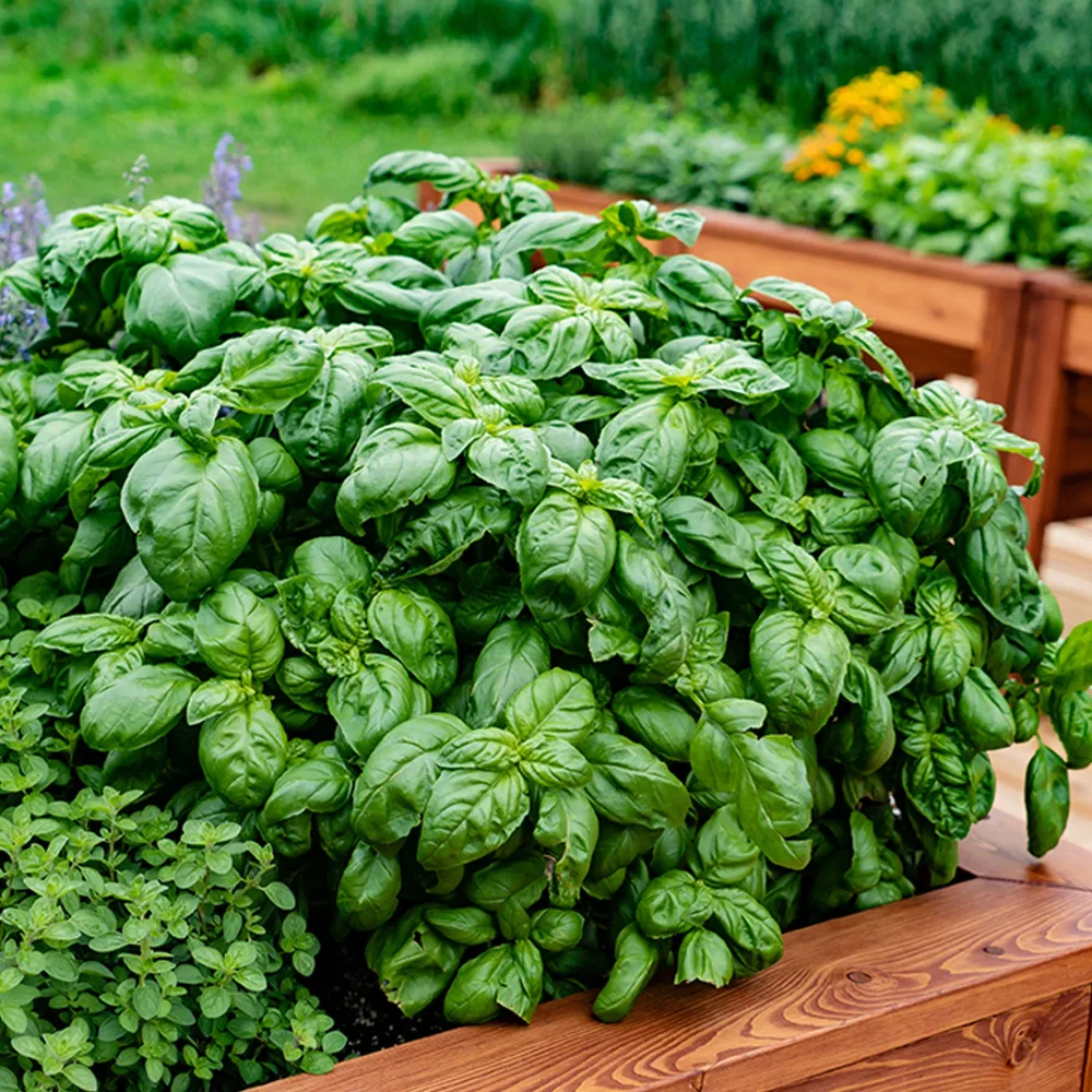 Plant de Basilic Grand vert Ocimum basilicum