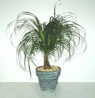 Beaucarnea avec cache-pot en céramique. Le pot de Ø 12 x H 35 cm