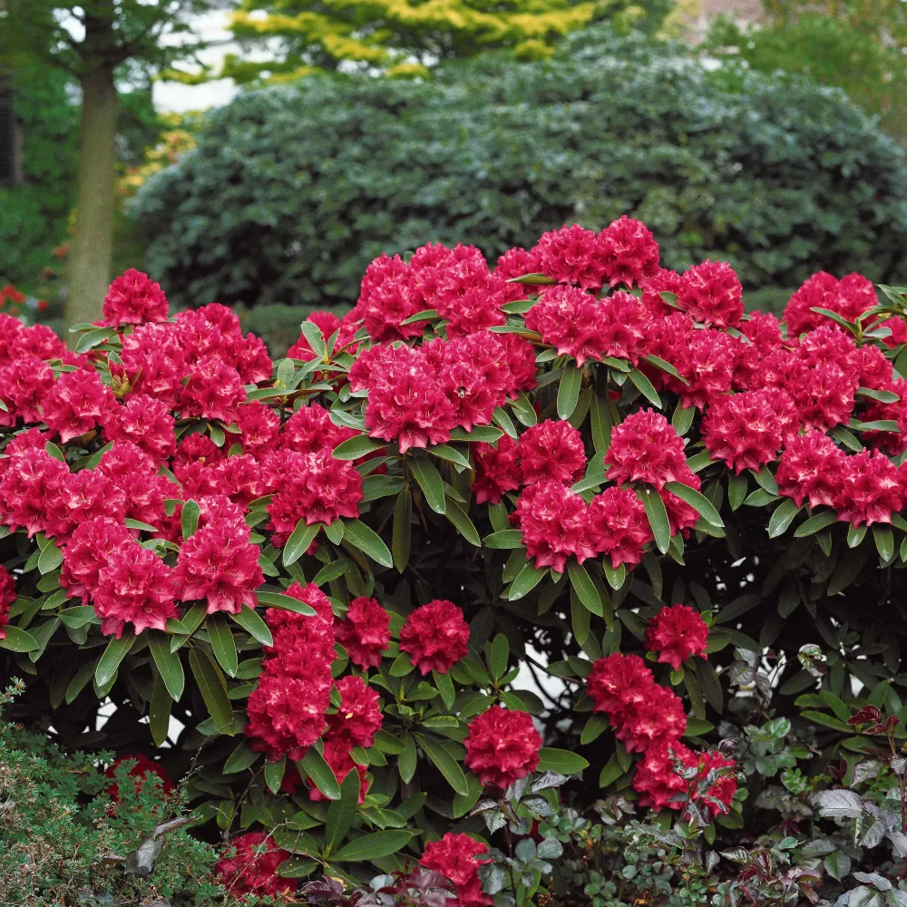 Rhododendron Scarlet Wonder Rhododendron Scarlet Wonder