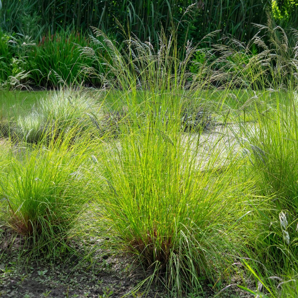 Herbe d'amour courbée Eragrostis curvula