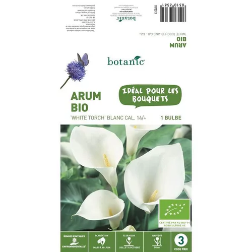 Arum White Torch bio blanc botanic® - 1 bulbe