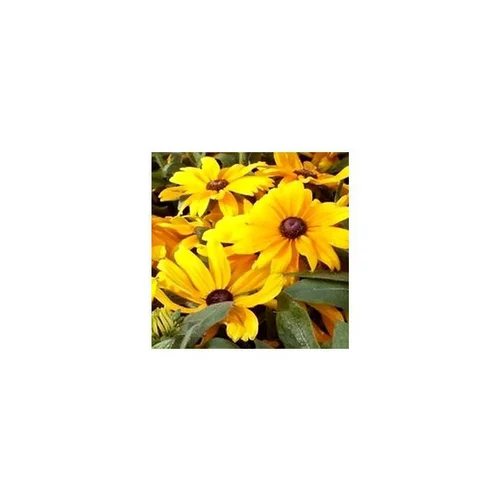 Rudbeckia Vivace - Le pot de 1 litre