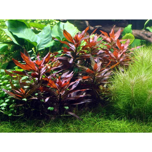 Plante aquatique Ludwigia Glandulosa en pot