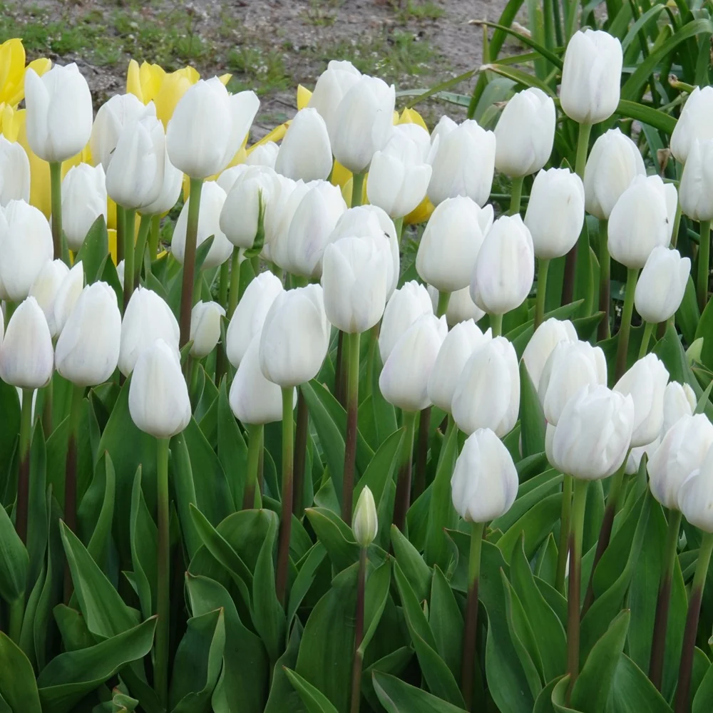 7 Tulipes Triomphe Royal Virgin Tulipa 'royal virgin'