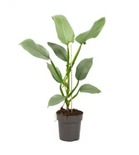 Philodendron Silver Queen. Le pot de Ø 14 x H 45 cm