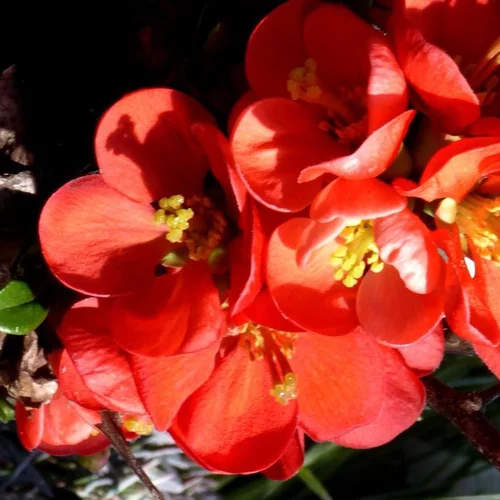 Cognassier du Japon (Chaenomeles) rouge. Le pot de 4 litres