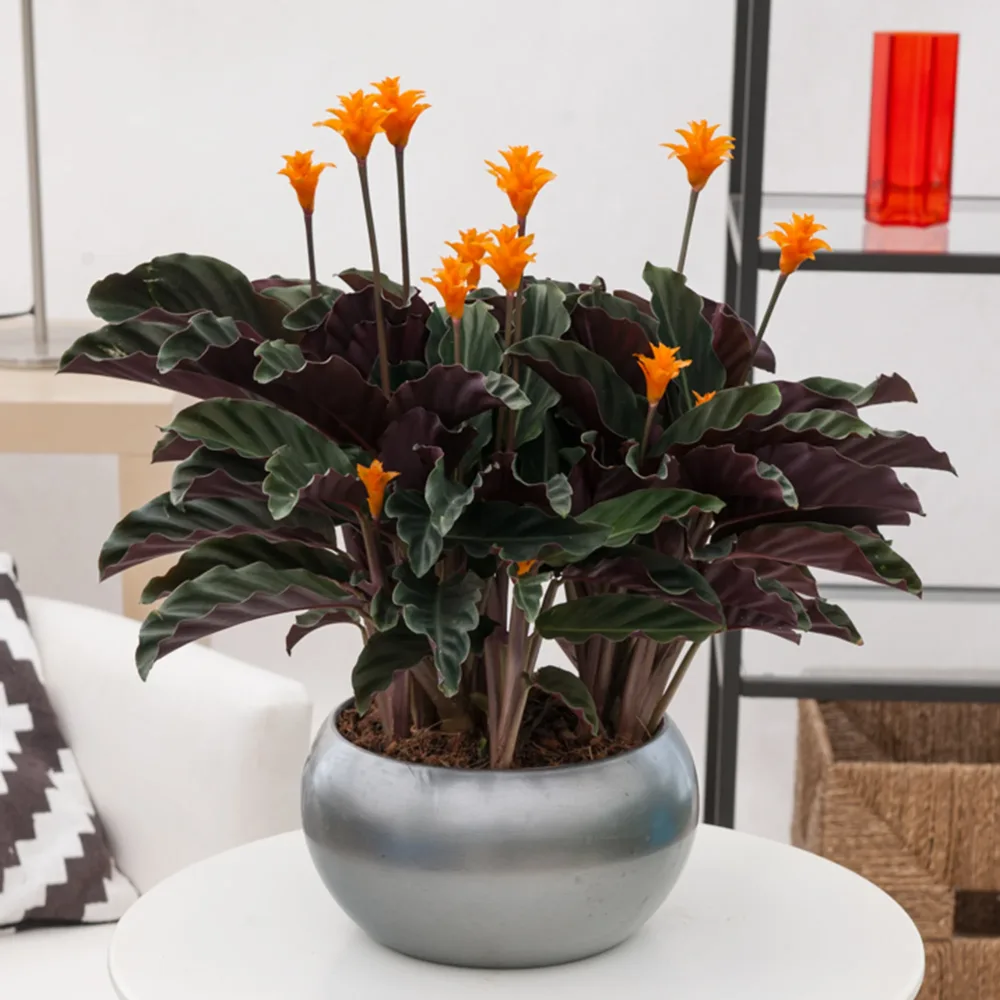 Calathéa crocata Calathea crocata
