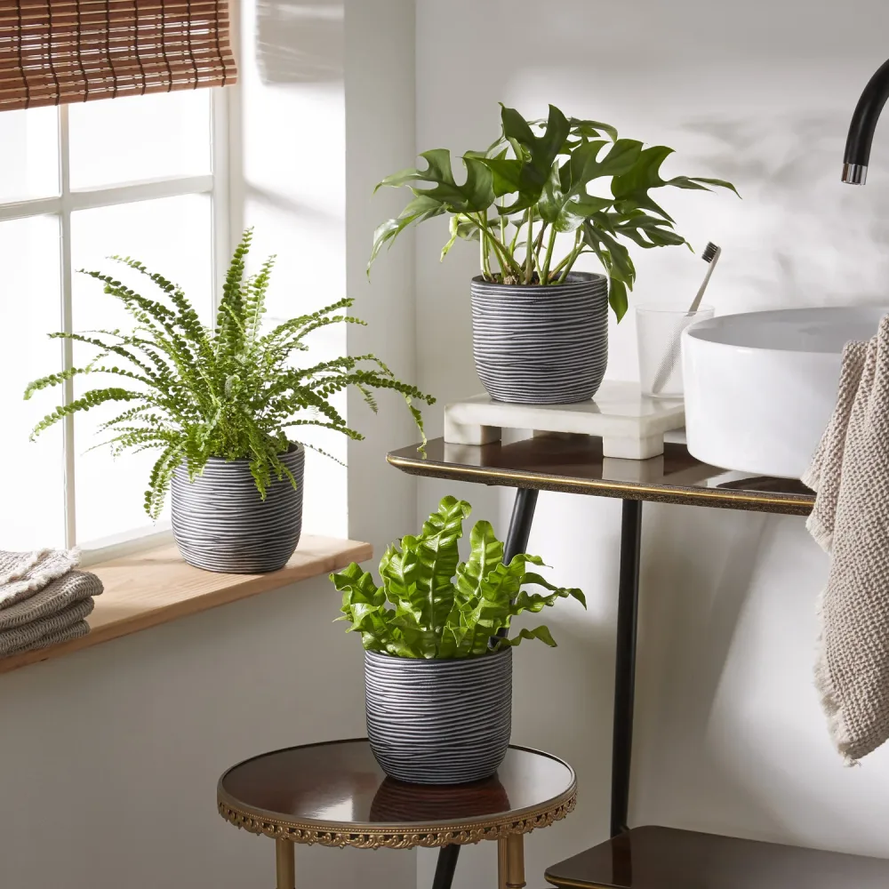 Collection de 3 plantes d'intérieur pour la salle de bain Nephrolepis Duffii, Monstera minima, Asplenium Crispy Wave