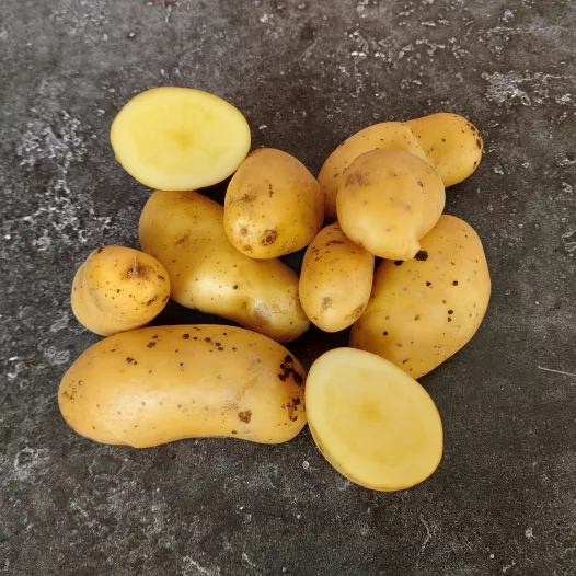 Plants bio : Pomme de terre Belle de Fontenay- 1kg