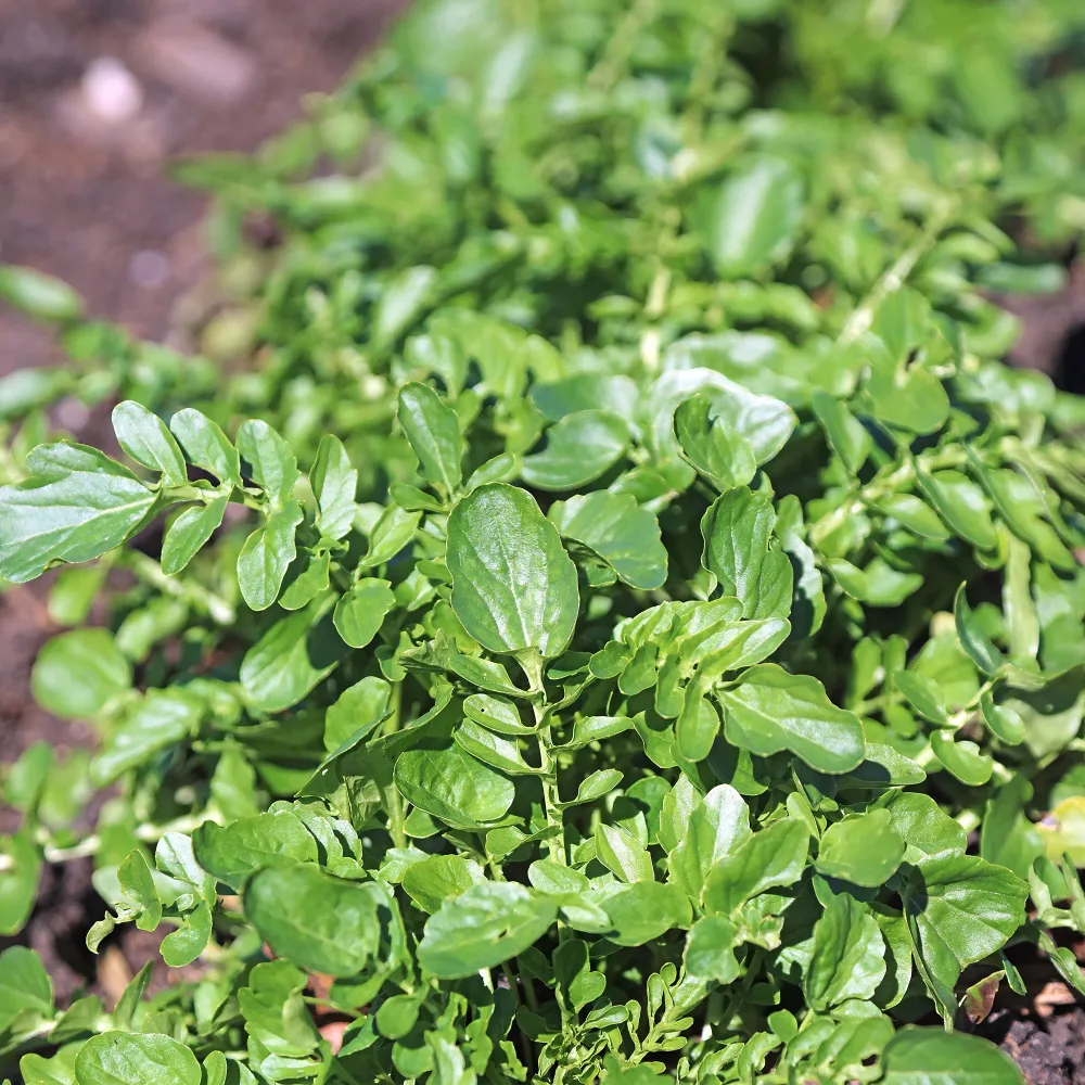 Cresson de jardin Barbarea verna