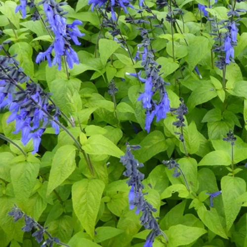 Sauge guarani Black and Blue Salvia guaranitica black and blue