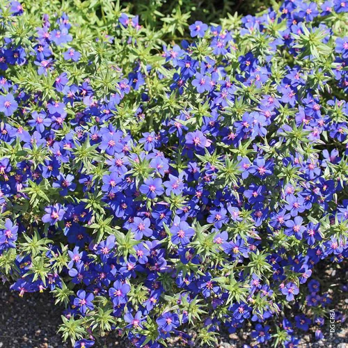 Plante Amie Des Animaux Mouron Des Oiseaux Bio. Le pot de diamètre 11 cm