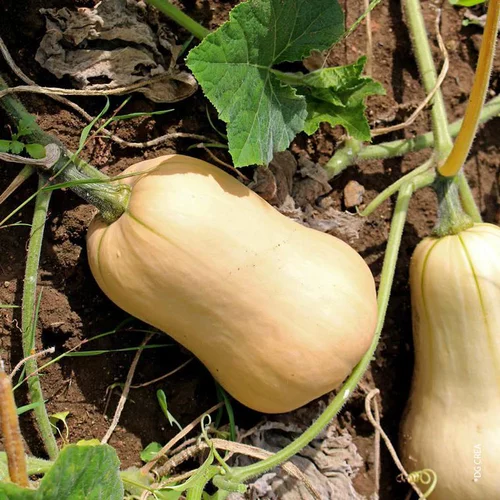 Courge Butternut Bio. La barquette de 3 plants