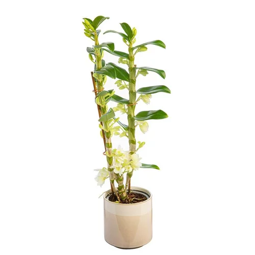 Dendrobium nobilé 2 branches avec cache-pot Ø 12 cm