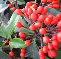 Skimmia Reevesiana. Le pot de 2 litres
