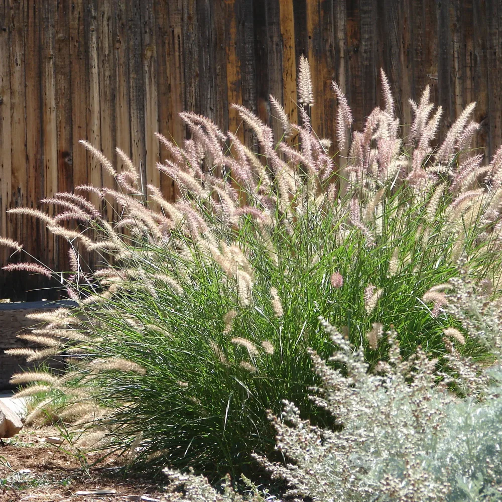 Herbe aux écouvillons d'Orient - Pennisetum Pennisetum orientale
