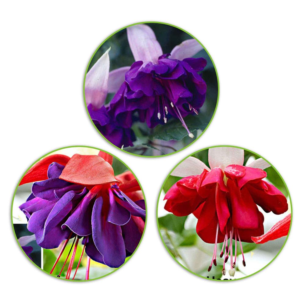 3 Fuchsias en mélange (Seventh Heaven, Voodoo, Royal Mosaic) Fuchsia Royal Mosaic, Voodoo, Seventh Heaven