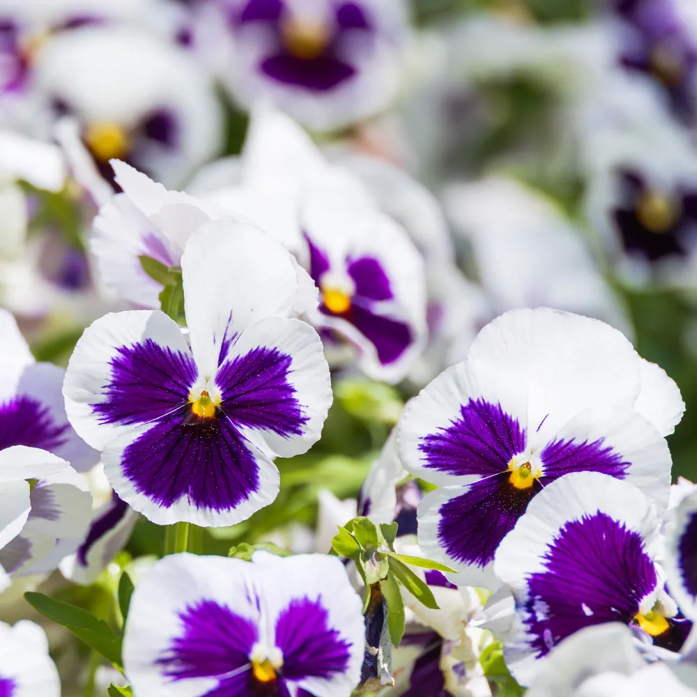 Pensée géante de Suisse Silverbride Viola x wittrockiana silverbride