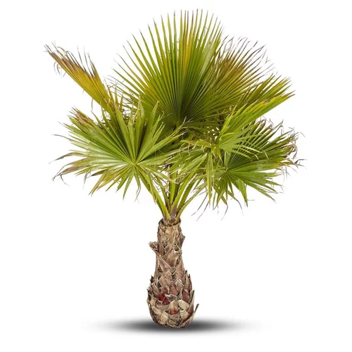Palmier Washingtonia en pot de 3 L