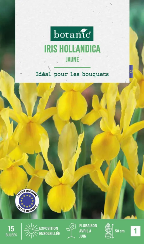 Iris hollande coloris jaune botanic® - 15 bulbes