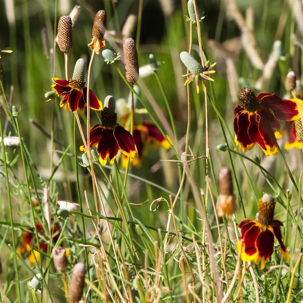 Ratibida - Chapeau mexicain Ratibida columnifera pulcherrima