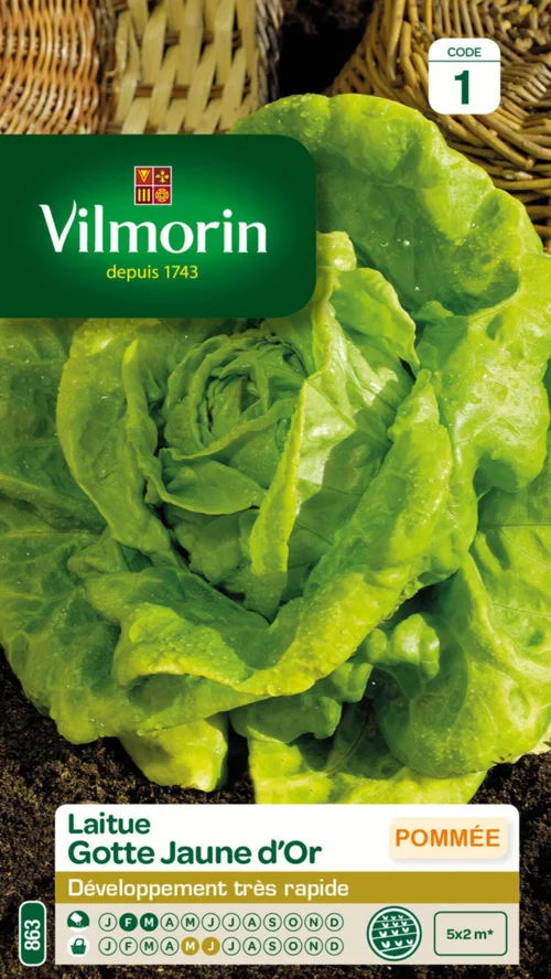 Laitue Gotte Jaune d'Or Vilmorin - graines à semer