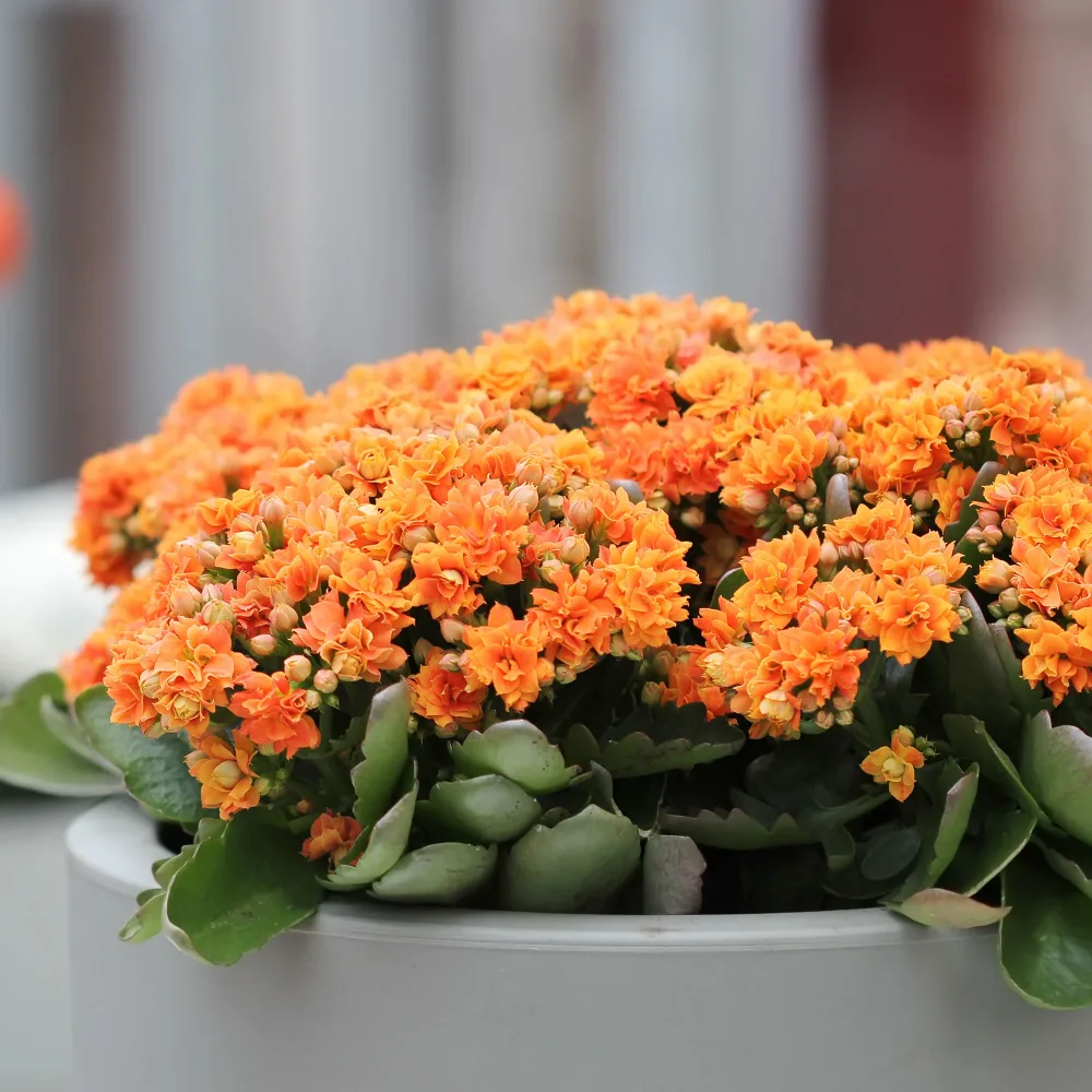 Kalanchoe orange Kalanchoe blossfeldiana