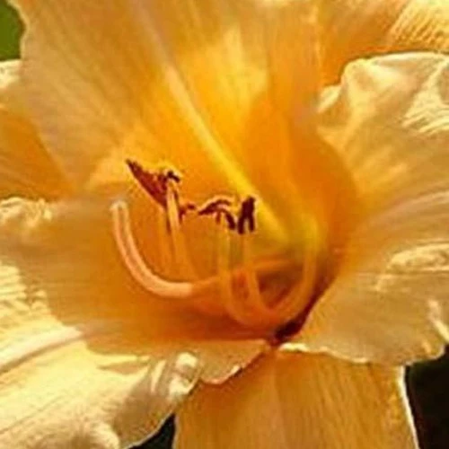 Hémérocalle Curls Hemerocallis curls