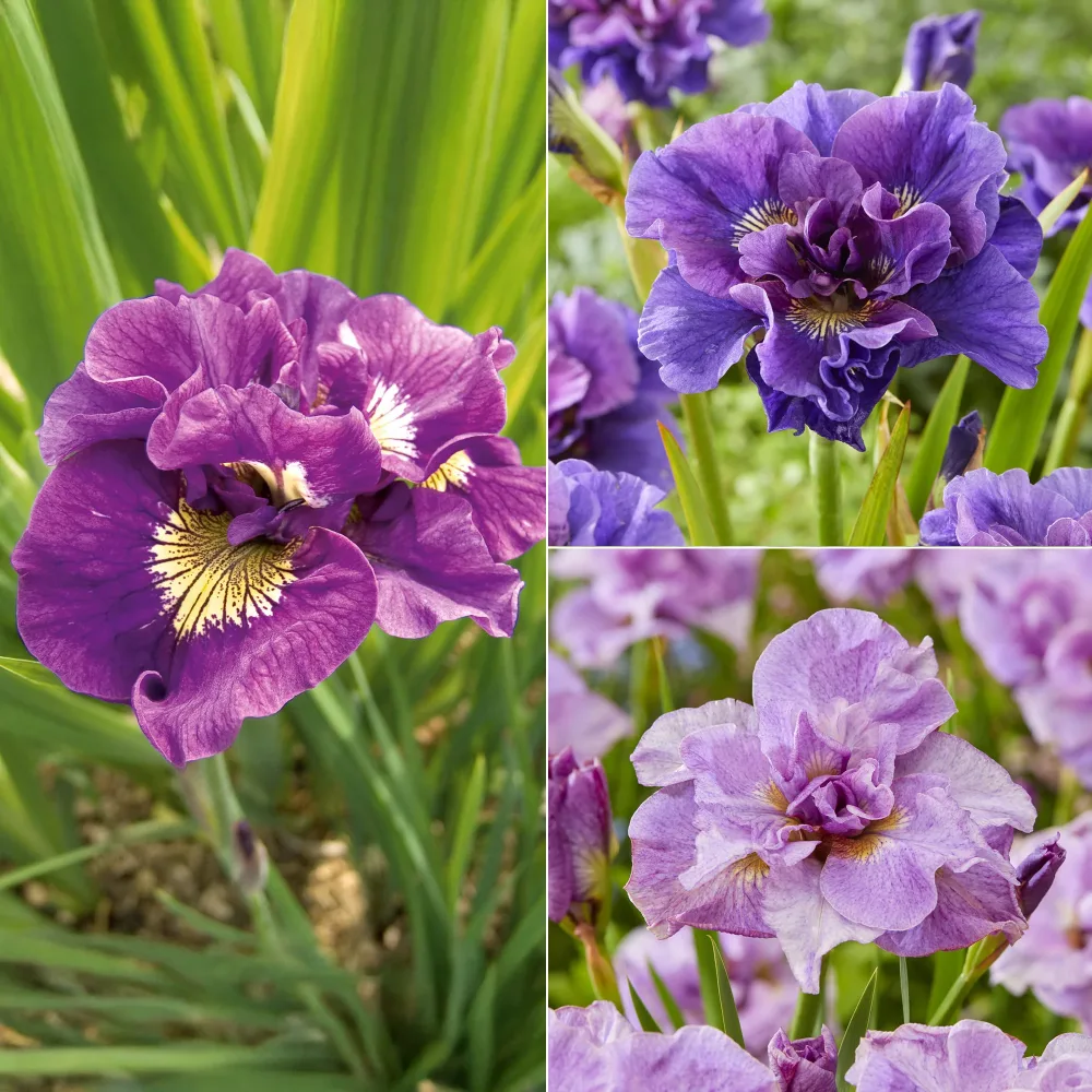 Collection de 6 Iris de Sibérie Iris sibirica Double Standard, Concord Crush, Pink Parfait