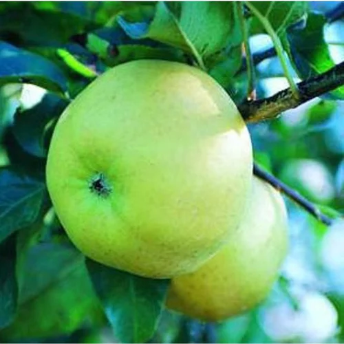 Pommier Belchard ®. Le pot de 10 litres forme gobelet