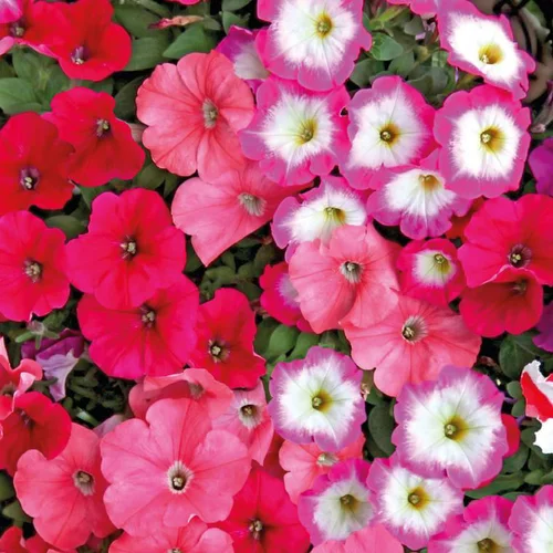 Petunia - La barquette de 4 plants