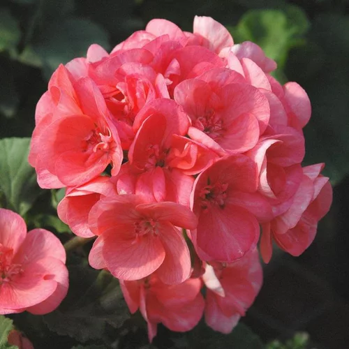 Geranium Zonale - La barquette de 6 plants