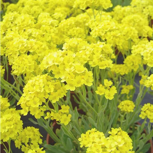 Alysse (Alyssum saxatile) ou Corbeille d'or à fleurs jaunes - La barquette de 6 plants