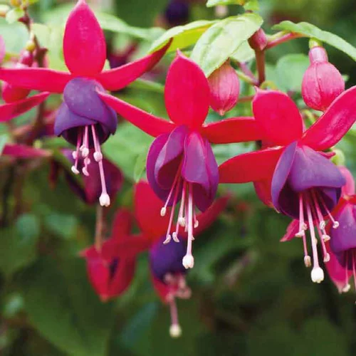 Fuchsia Nain rouge violet - Le pot de 9 x 9 cm